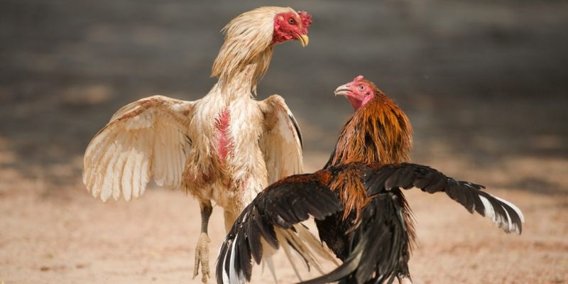 Giới thiệu về hình thức đá gà tre chuẩn