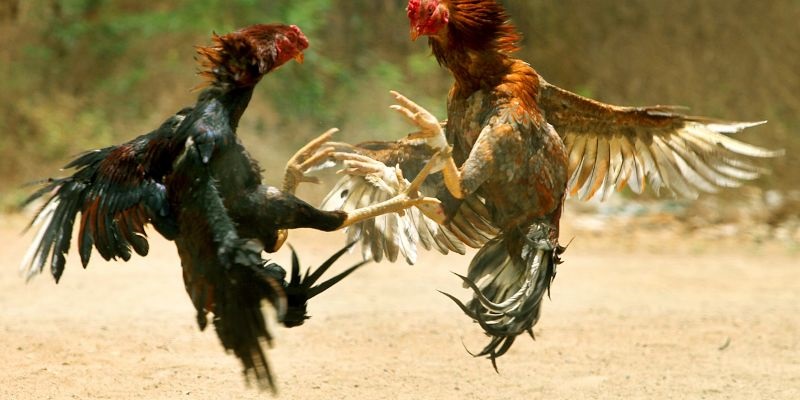 Giới thiệu về quy định của hệ thống đá gà tre