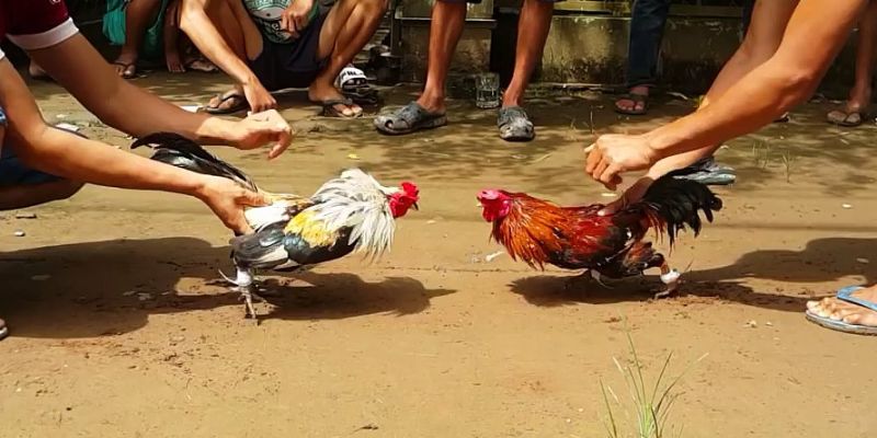 Hướng dẫn tham gia bộ môn đá gà Malaysia hiệu quả nhất